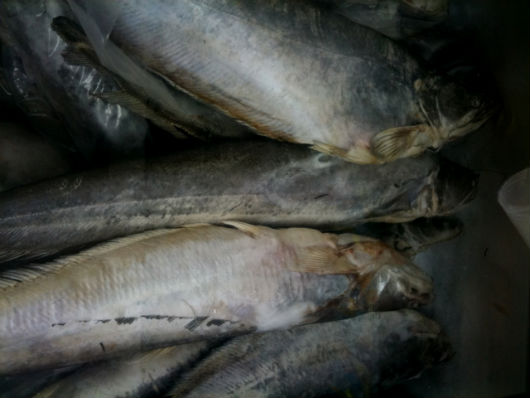 frozen fish
