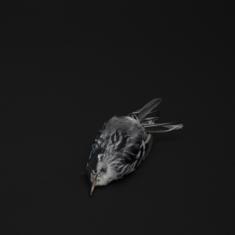 Black_and_White_Warble