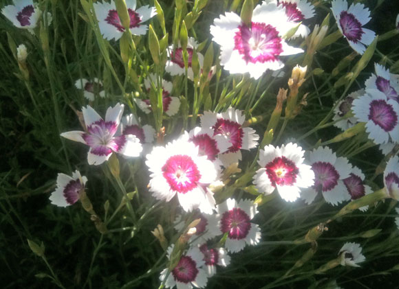 cupid's dart flowers