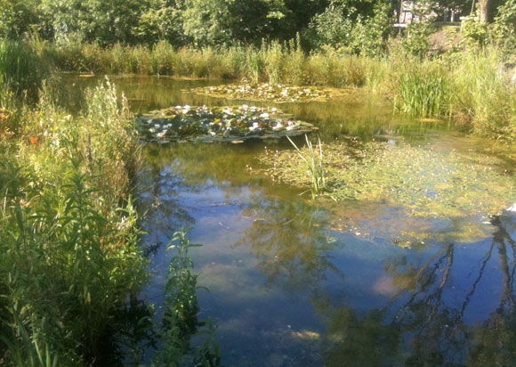 lily-pads