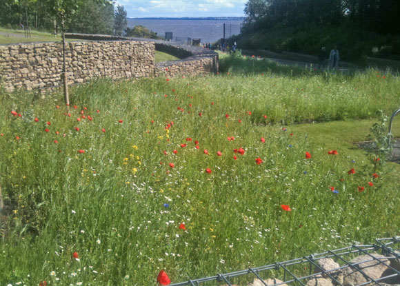 meadows